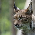 Luchs in Deutschland © Robert Günther / WWF