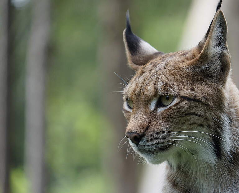 Luchs in Deutschland © Robert Günther / WWF