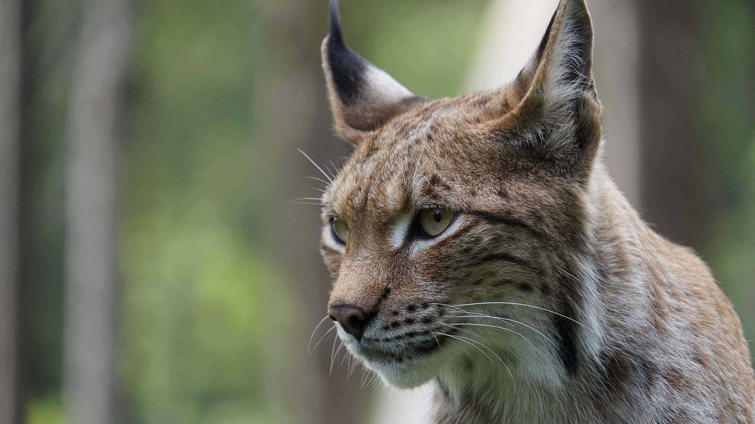 Luchs in Deutschland © Robert Günther / WWF