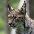 Luchs in Deutschland © Robert Günther / WWF