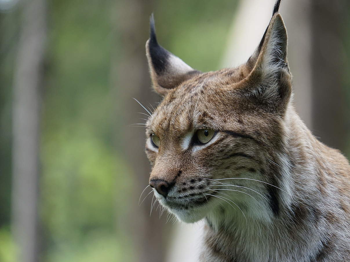 Luchs in Deutschland © Robert Günther / WWF