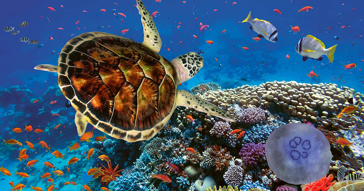 Living Planet Report 2024