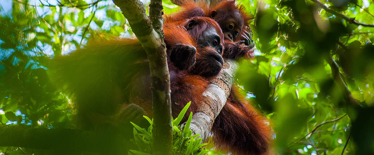 Der Orang-Utan mit Baby in der Sebangau Landschaft auf Borneo © WWF Indonesien
