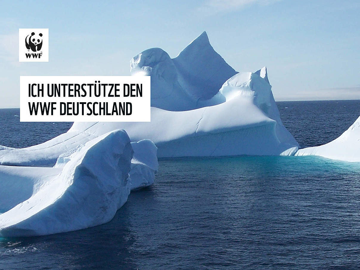 Bildschirmhintergrund für eine Videokonferenz: Arktis © Sara Falconer / WWF-Canada