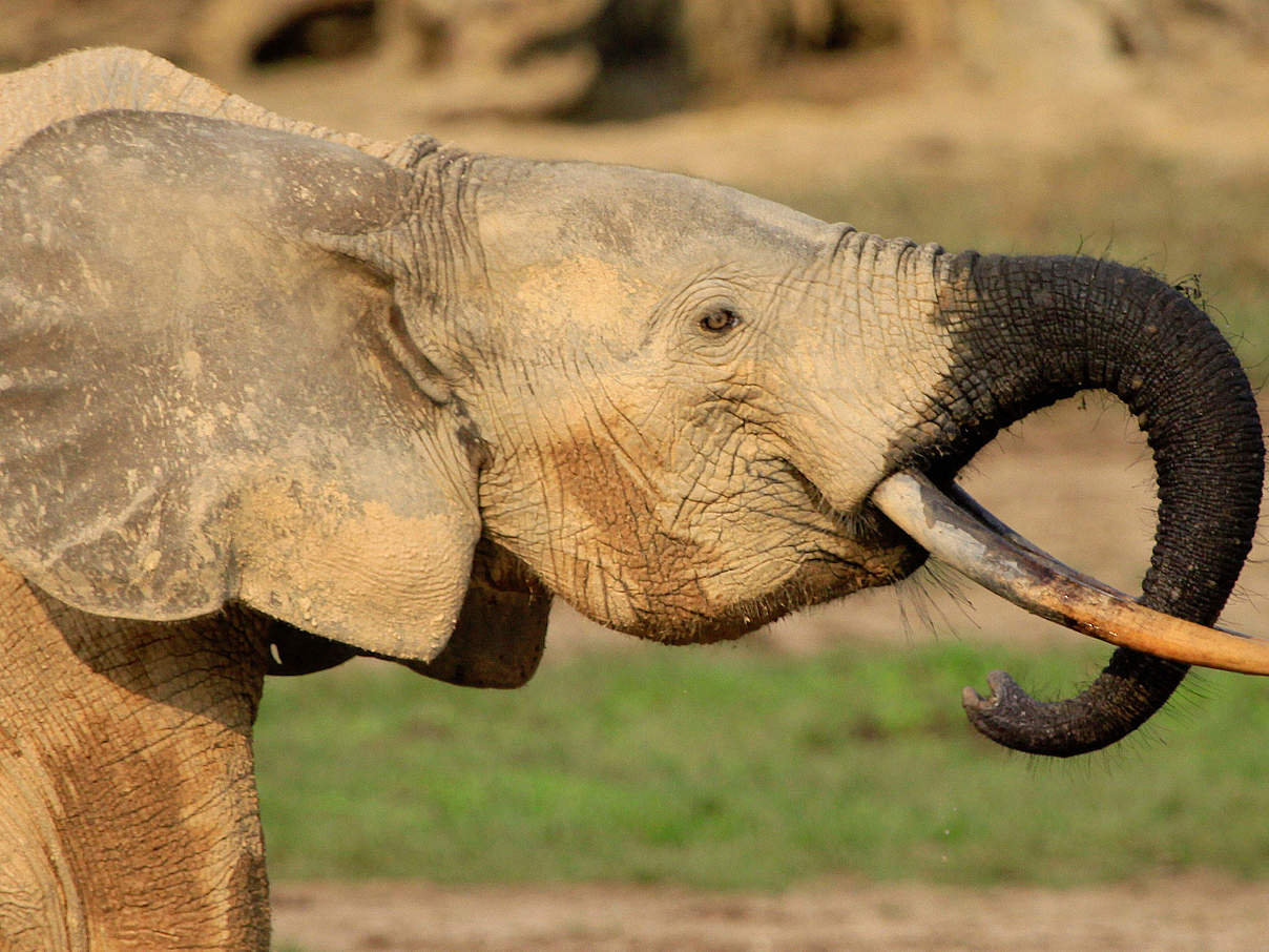 Afrikanischer Waldelefant © Carlos Drews / WWF