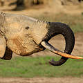 Afrikanischer Waldelefant © Carlos Drews / WWF