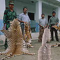 Anti-Wilderei Mitglieder zeigen Tigerhaut © Jeff Foott / WWF