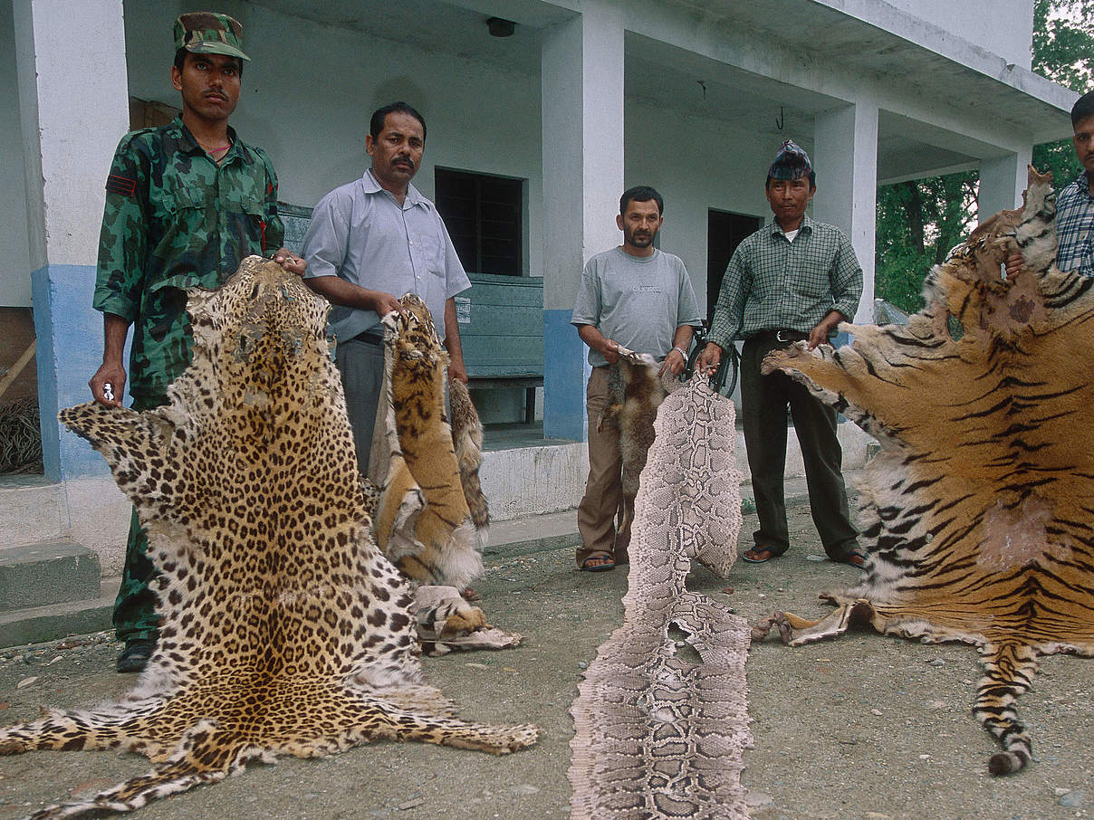 Anti-Wilderei Mitglieder zeigen Tigerhaut © Jeff Foott / WWF