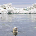 Eisbär in der Beaufortsee vor Alaska © naturepl.com / Steven Kazlowski / WWF