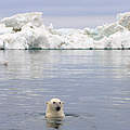 Eisbär in der Beaufortsee vor Alaska © naturepl.com / Steven Kazlowski / WWF
