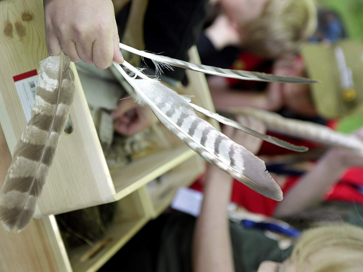 Federn eines Habichts 