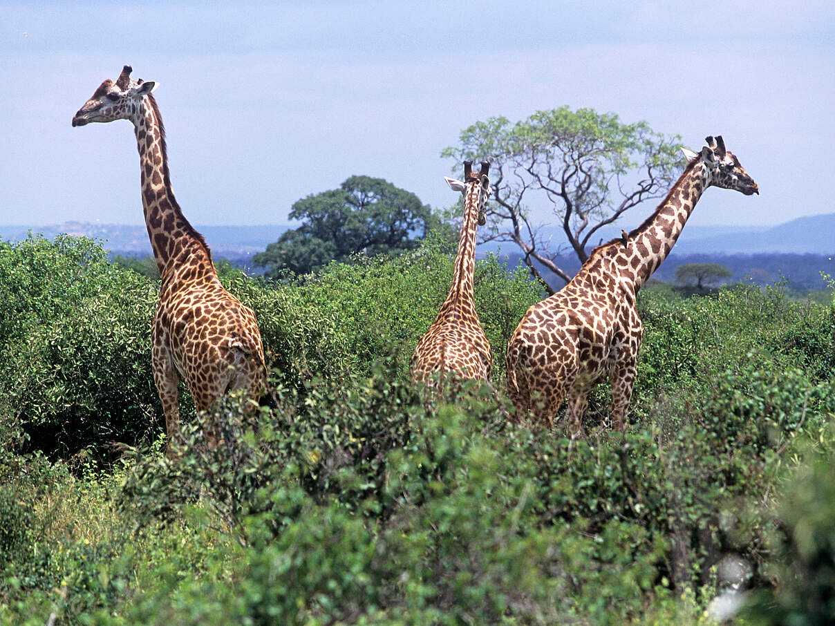 Giraffen im östlichen Teil des Tsavo-Nationalparks