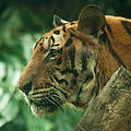 Indochinesischer Tiger © swisoot / iStock / Getty Images Plus