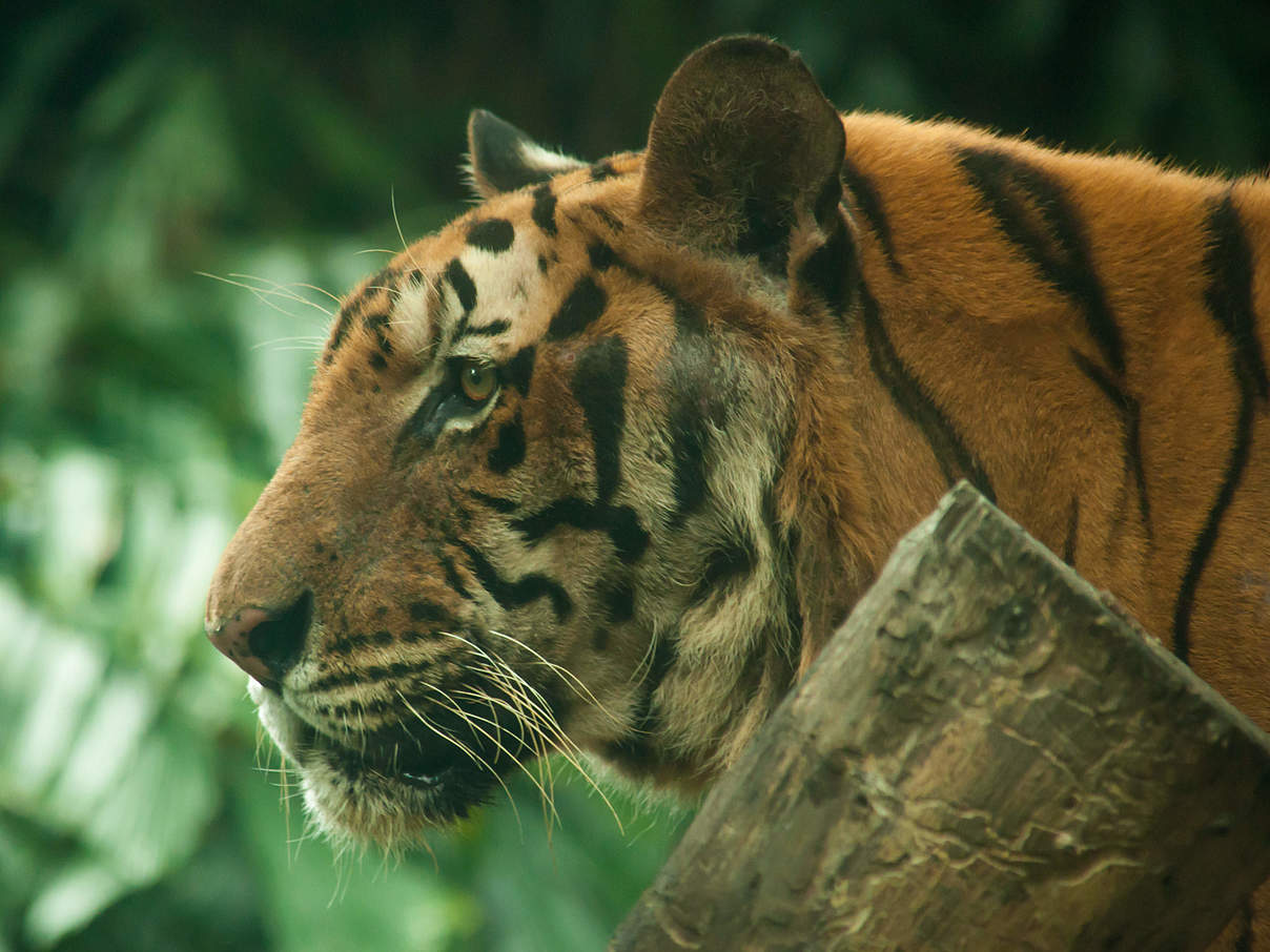 Indochinesischer Tiger © swisoot / iStock / Getty Images Plus