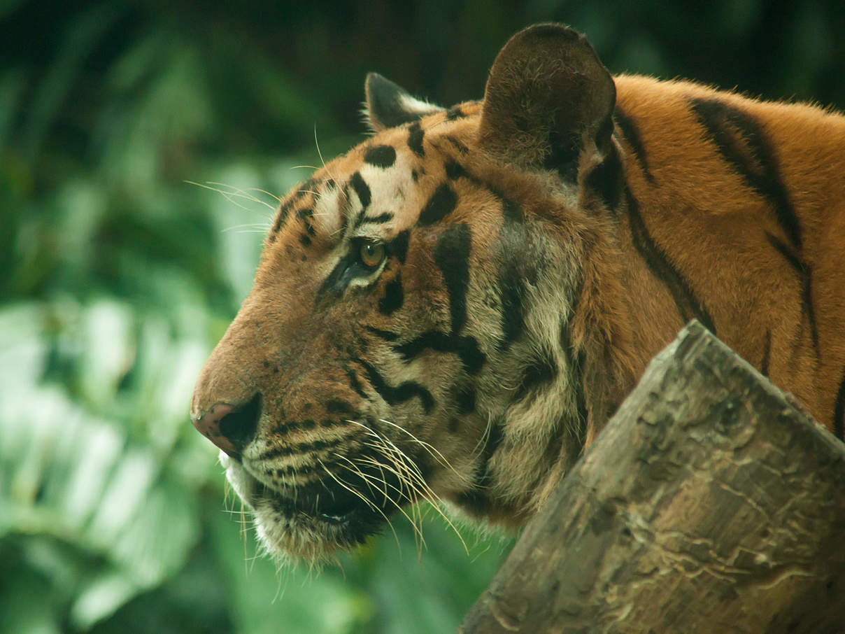 Indochinesischer Tiger © swisoot / iStock / Getty Images Plus