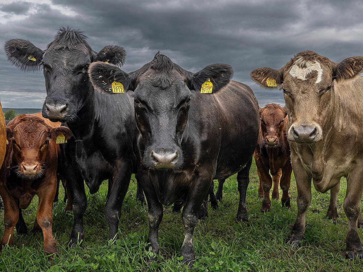 Rinder auf einer Weide 