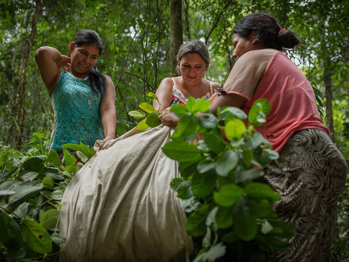 Mate-Ernte im Regenwald von Paraguay © Sonja Ritter / WWF