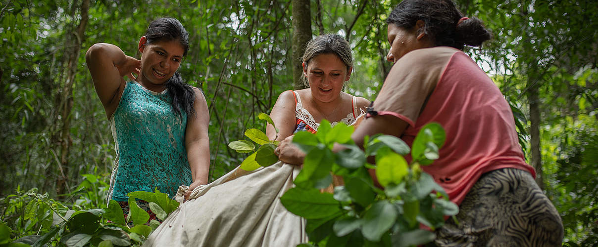 Mate-Ernte im Regenwald von Paraguay © Sonja Ritter / WWF