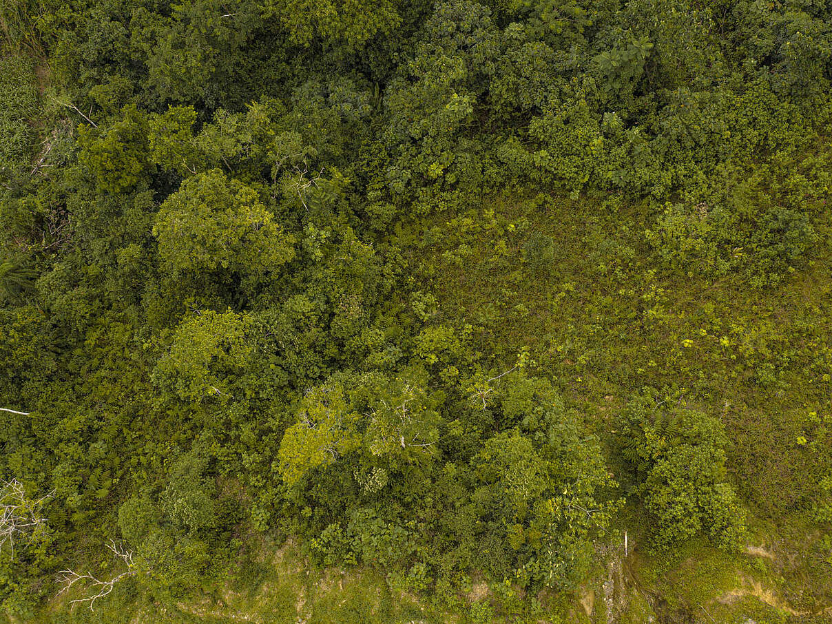 Wald in Ecuador © Gabriel Vanerio/ WWF Ecuador Wald in Ecuador © Gabriel Vanerio/ WWF Ecuador