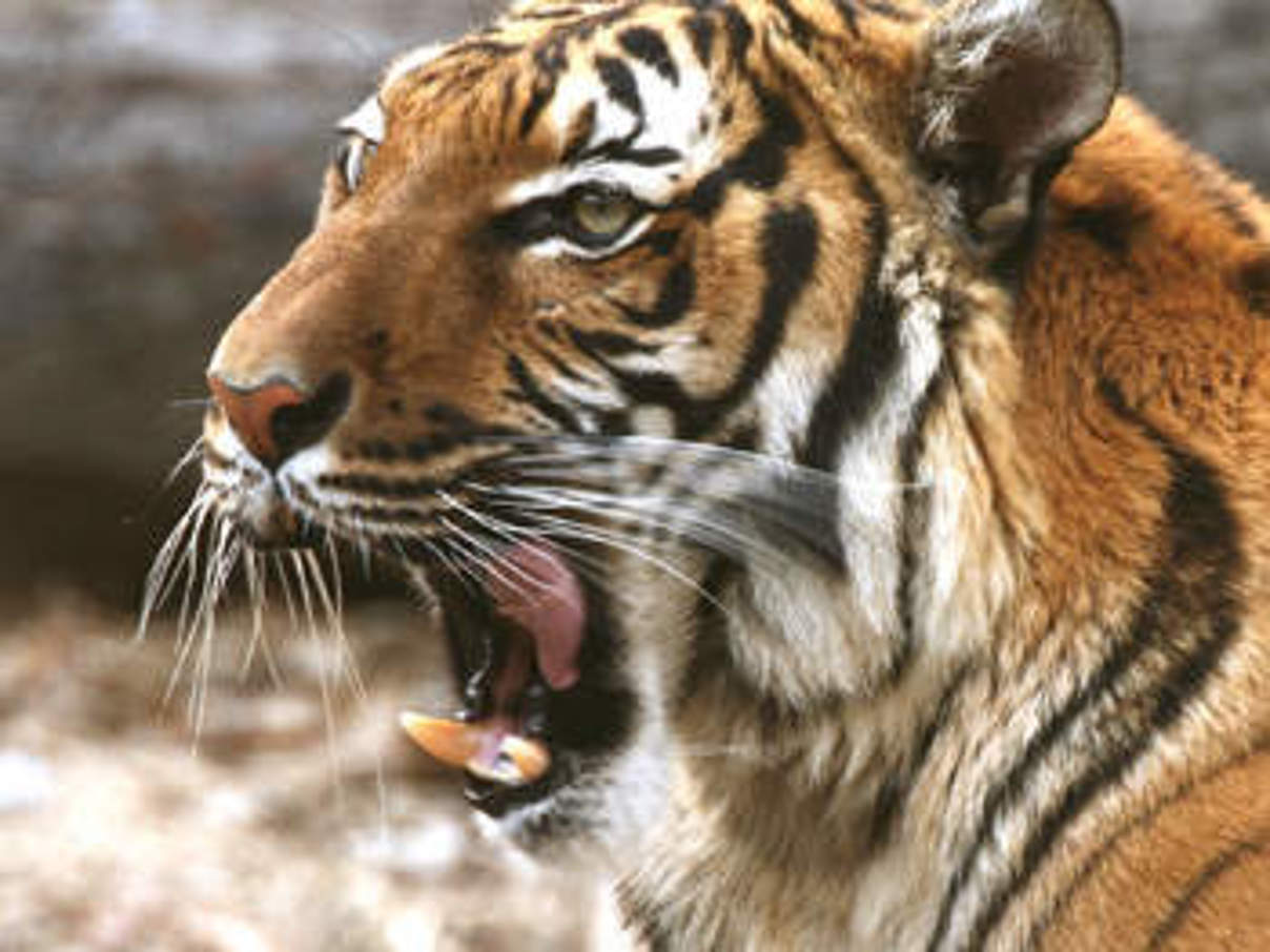 Indochinesischer Tiger © Kabir Bakie