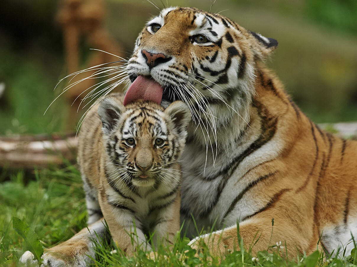 Amur-Tiger im Zoo © Ola Jennersten Naturfotograferna / IBL Bildbyrå / WWF Sweden Amur-Tiger im Zoo © Ola Jennersten Naturfotograferna / IBL Bildbyrå / WWF Sweden