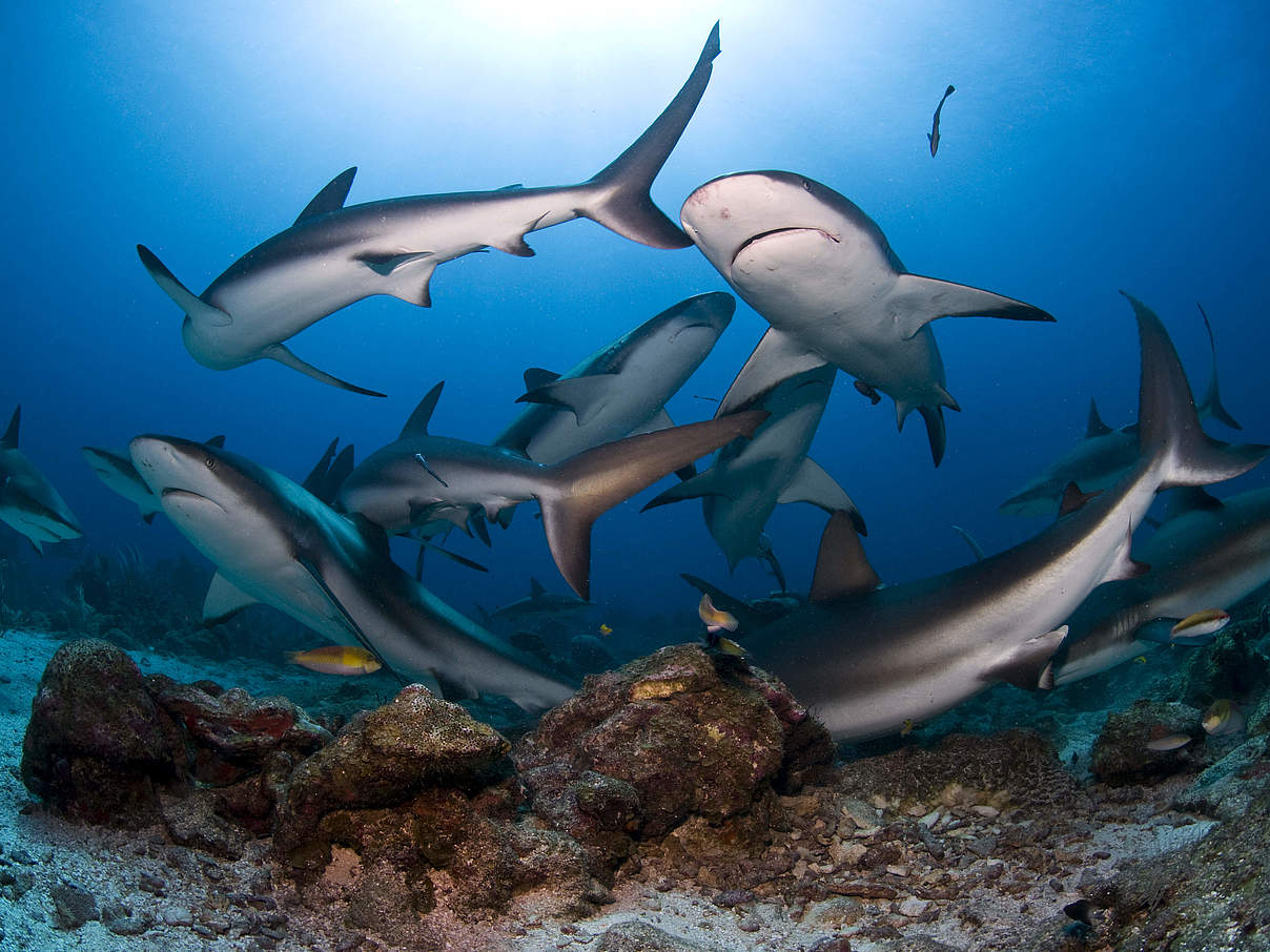 Gewinner und Verlierer 2022 – Karibischer Riffhai (Carcharhinus perezi) © Antonio Busiello / WWF-US