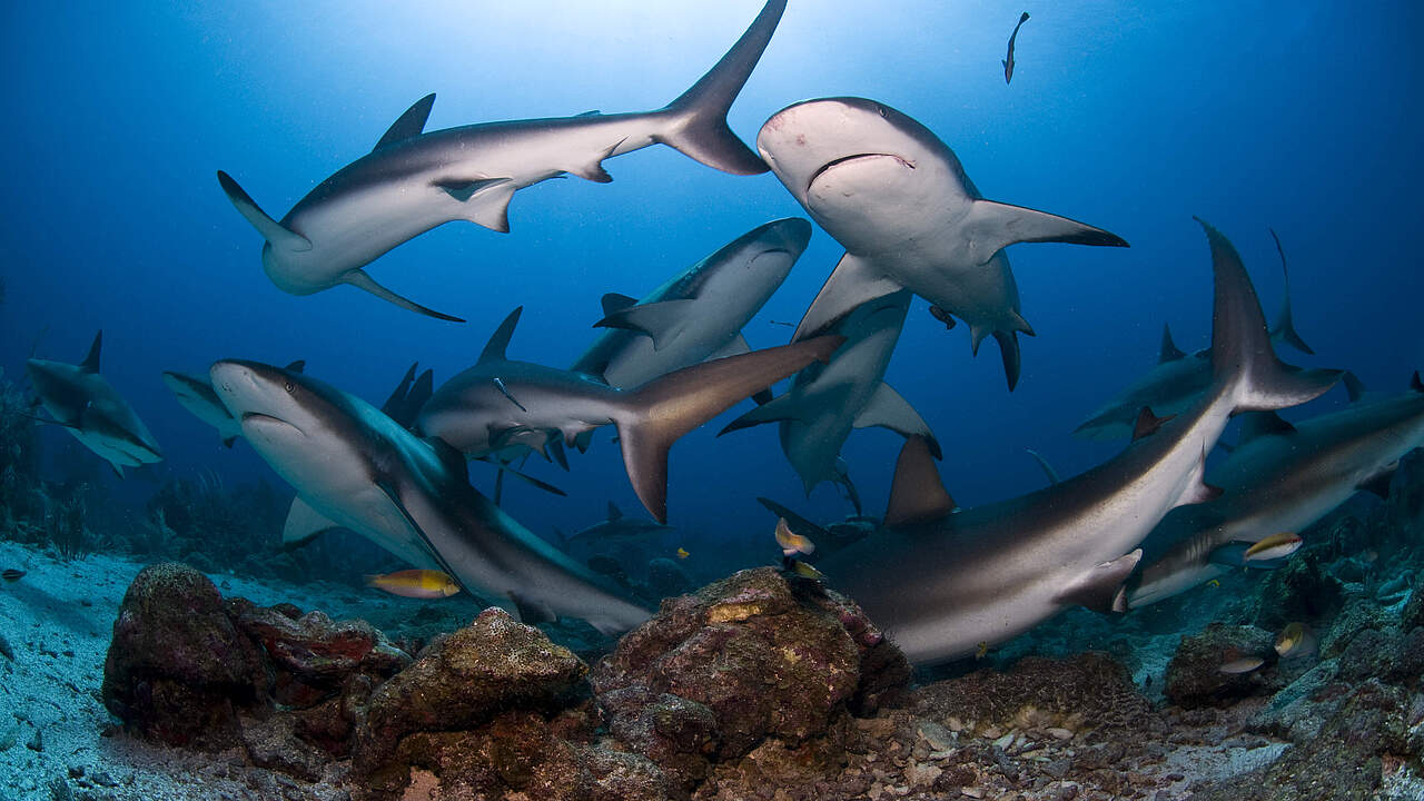 Gewinner und Verlierer 2022 – Karibischer Riffhai (Carcharhinus perezi) © Antonio Busiello / WWF-US