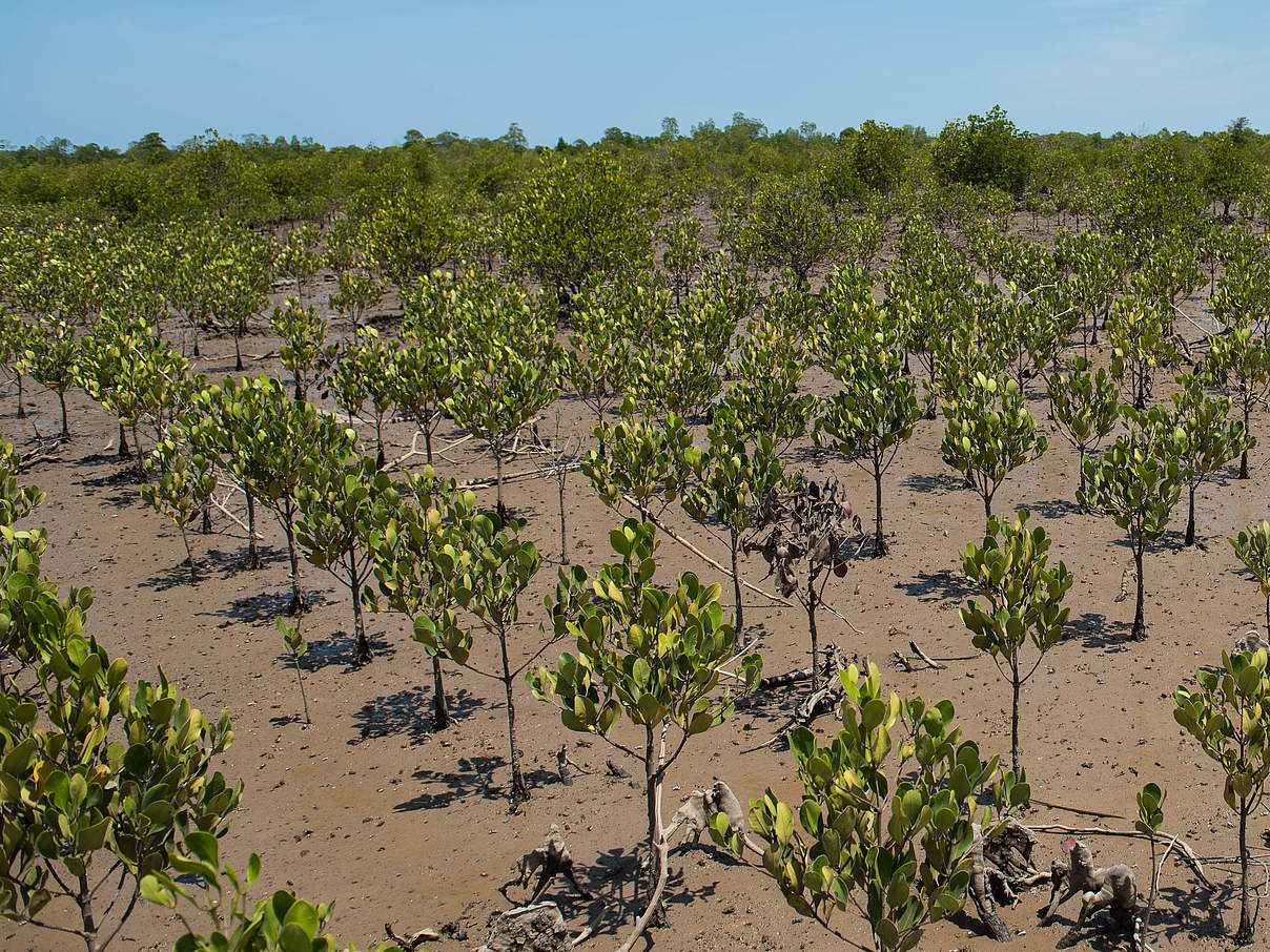 Mangrovenfeld in der Ambaro-Bucht © Nick Riley /WWF Madagaskar