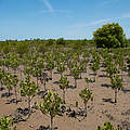 Mangrovenfeld in der Ambaro-Bucht © Nick Riley /WWF Madagaskar