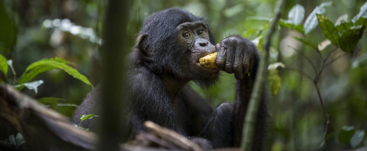 Bonobos in Luikotale © Thomas Nicolon / WWF