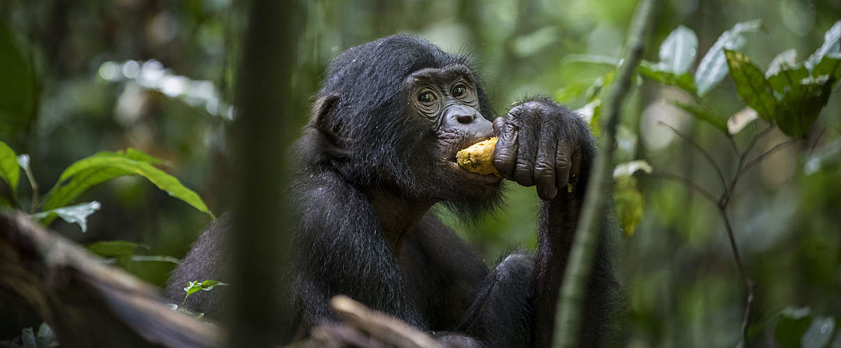 Bonobos in Luikotale © Thomas Nicolon / WWF