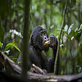 Bonobos in Luikotale © Thomas Nicolon / WWF