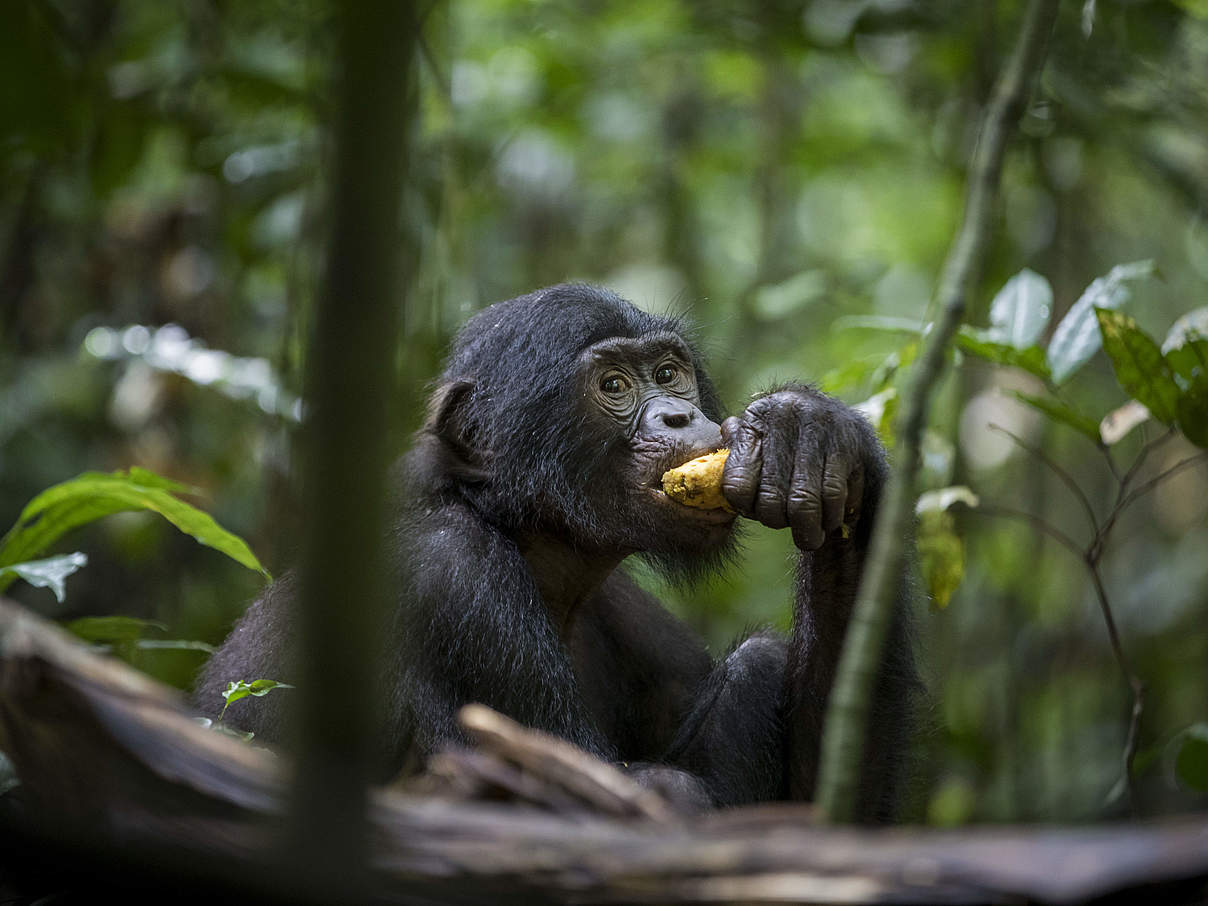 Bonobos in Luikotale © Thomas Nicolon / WWF