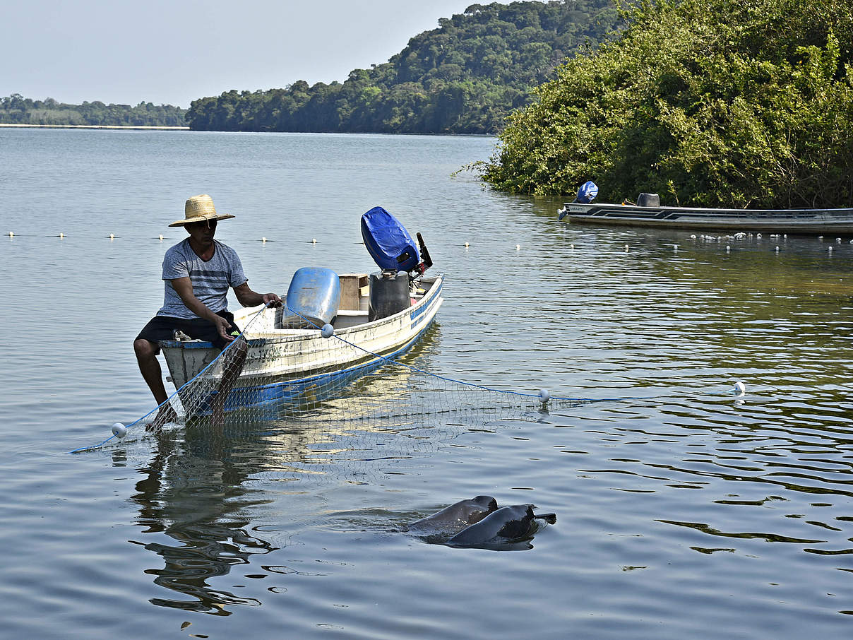 Fangen von Flussdelfinen mit einem Netz © Adriano Gambarini / WWF-Brazil