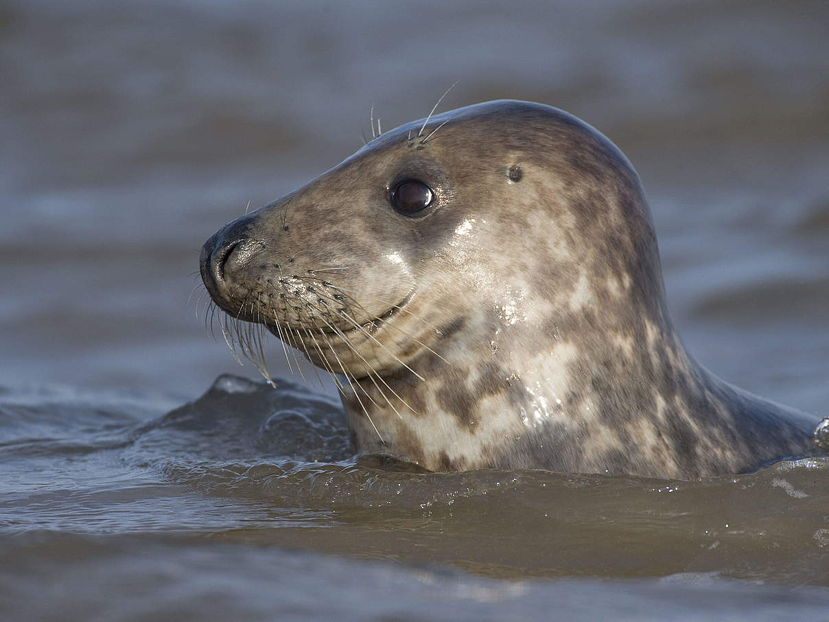 Kegelrobbe schwimmt in der Ostsee © Wild Wonders of Europe / Laurent Geslin / WWF