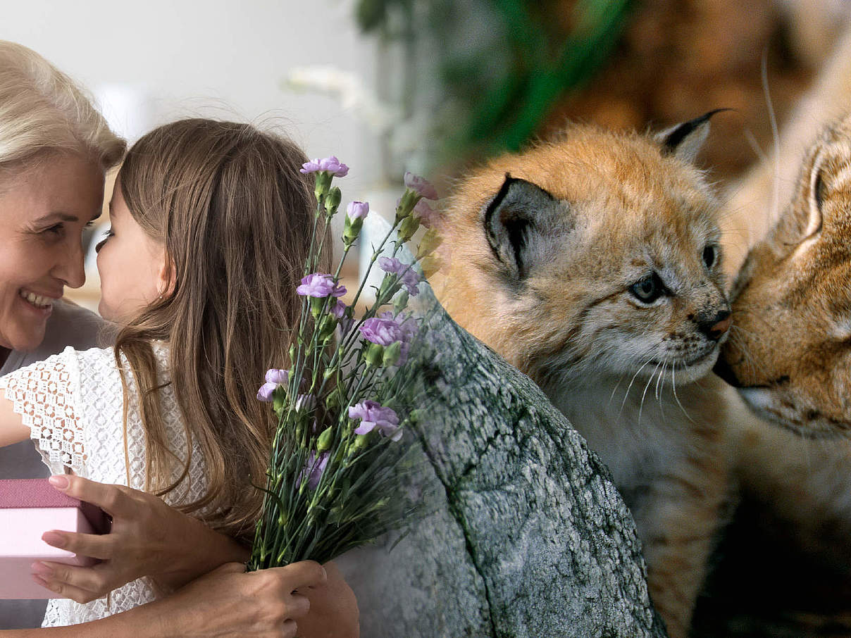 Luchs / Oma mit Kind (Montage) © Staffan Widstrand / WWF / fizkes / istock / Getty Images