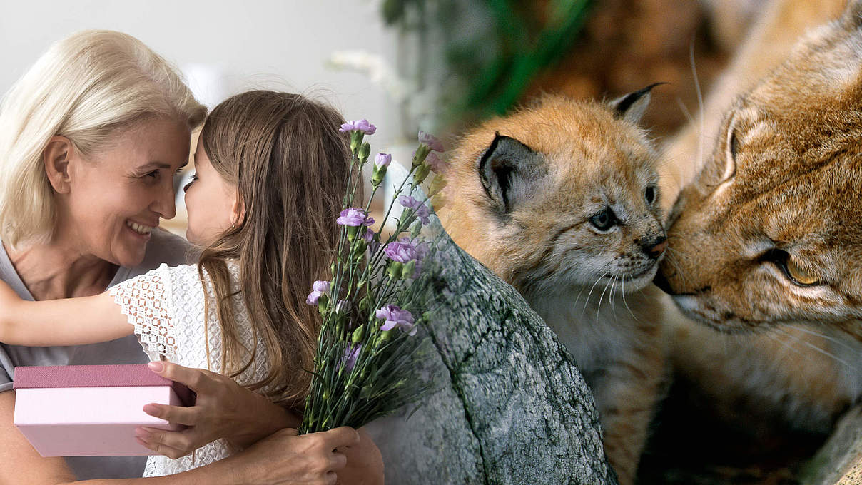 Luchs / Oma mit Kind (Montage) © Staffan Widstrand / WWF / fizkes / istock / Getty Images
