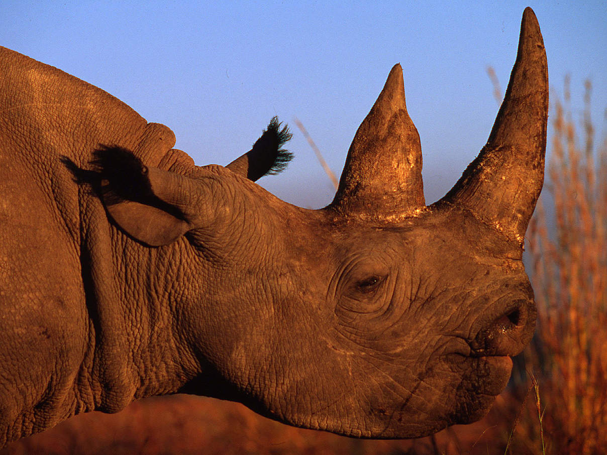 Ein Spitzmaulnashorn im afrikanischen Sambia © Martin Harvey / WWF