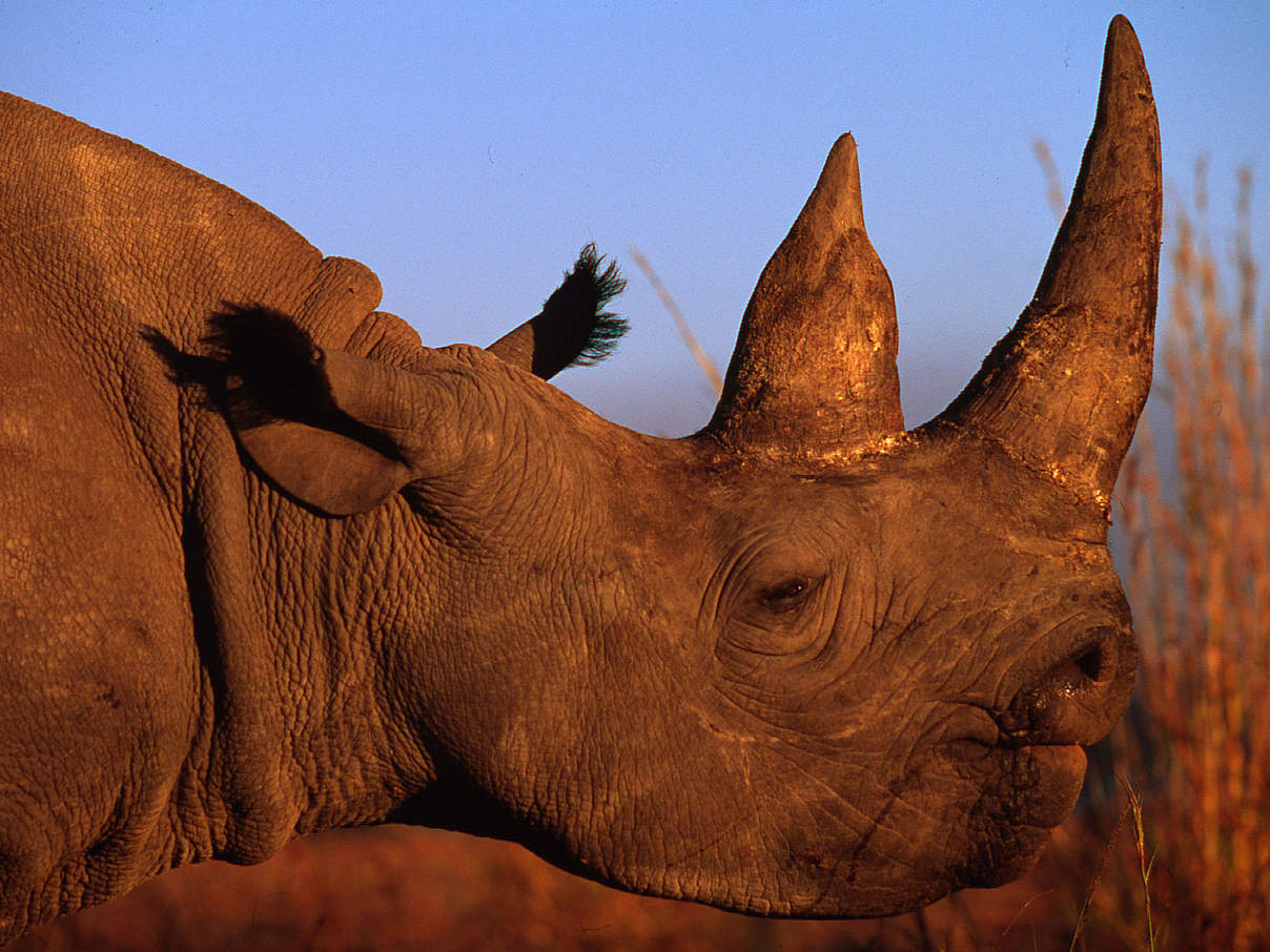 Ein Spitzmaulnashorn im afrikanischen Sambia © Martin Harvey / WWF