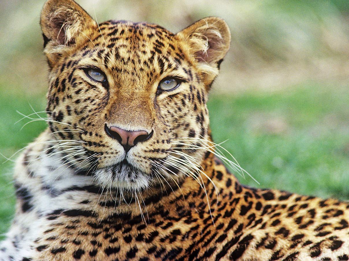 Amurleopard (Panthera pardus orientalis) © David Lawson / WWF-UK