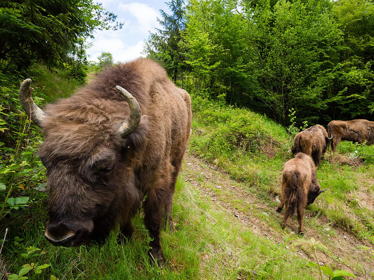 Freigelassenes Wisent mit Kälbern © Sergio Pitamitz / Parco Natura Viva Freigelassenes Wisent mit Kälbern © Sergio Pitamitz / Parco Natura Viva