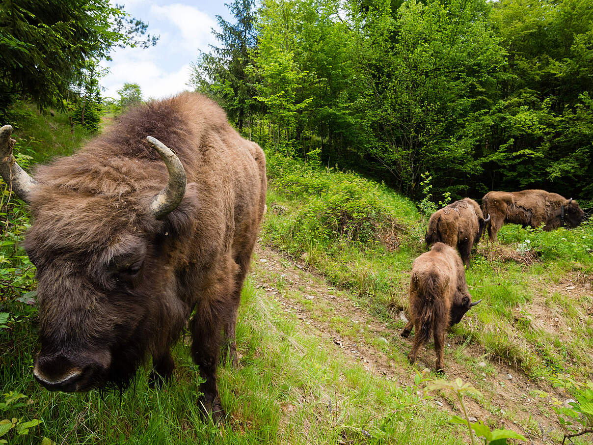 Freigelassenes Wisent mit Kälbern © Sergio Pitamitz / Parco Natura Viva