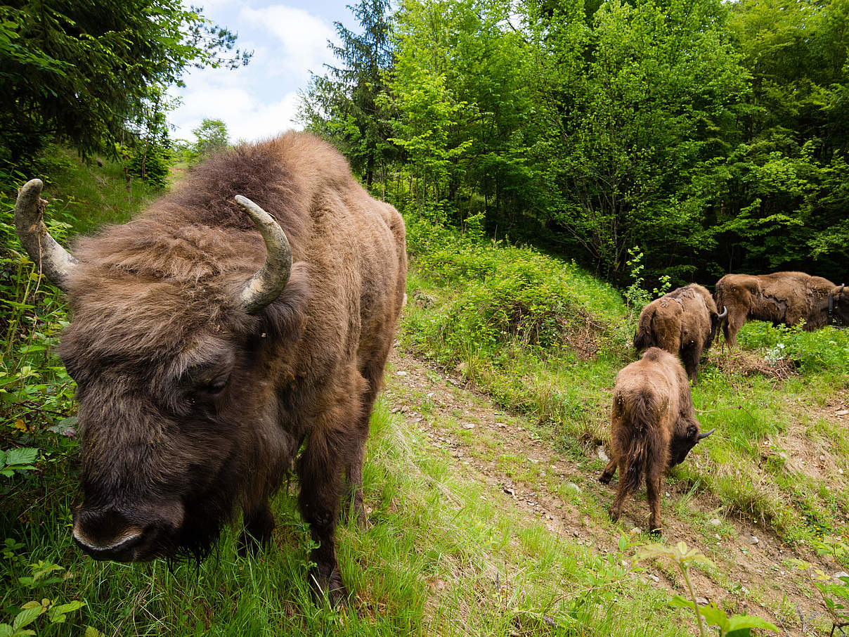 Freigelassenes Wisent mit Kälbern © Sergio Pitamitz / Parco Natura Viva