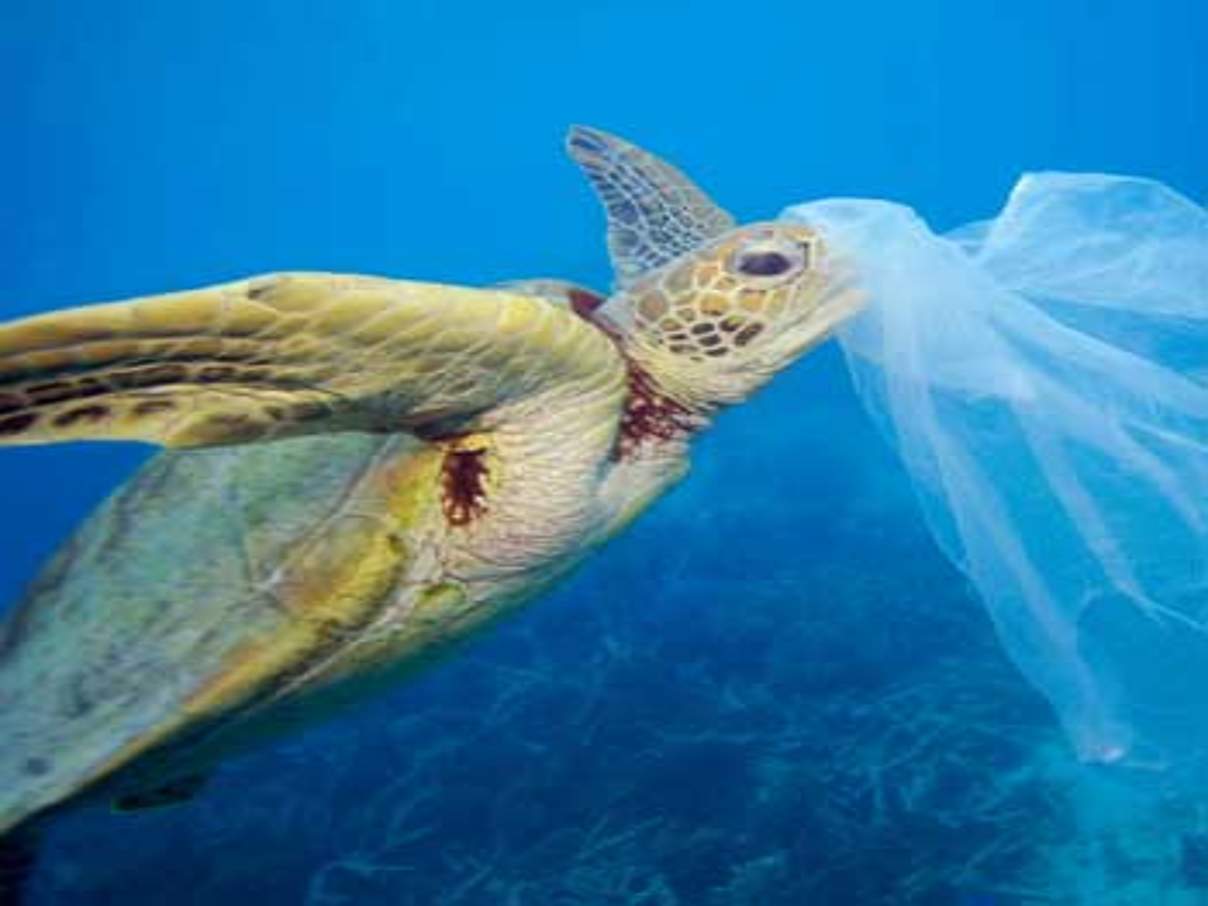 350 Stop Plastic Kampagne c Troy Mayne WWF