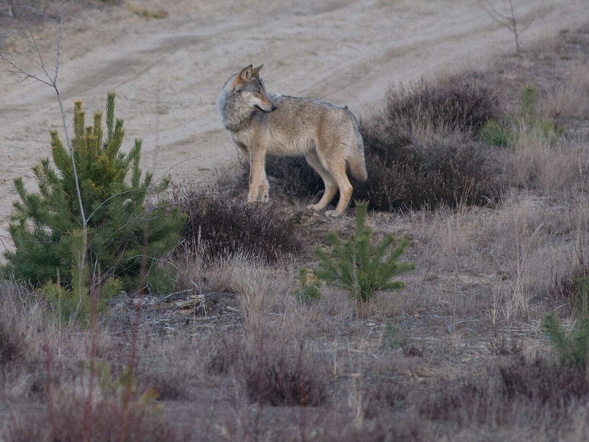 Wolf in der Lüneburger Heide © Regio Ranger / Torsten Beuster