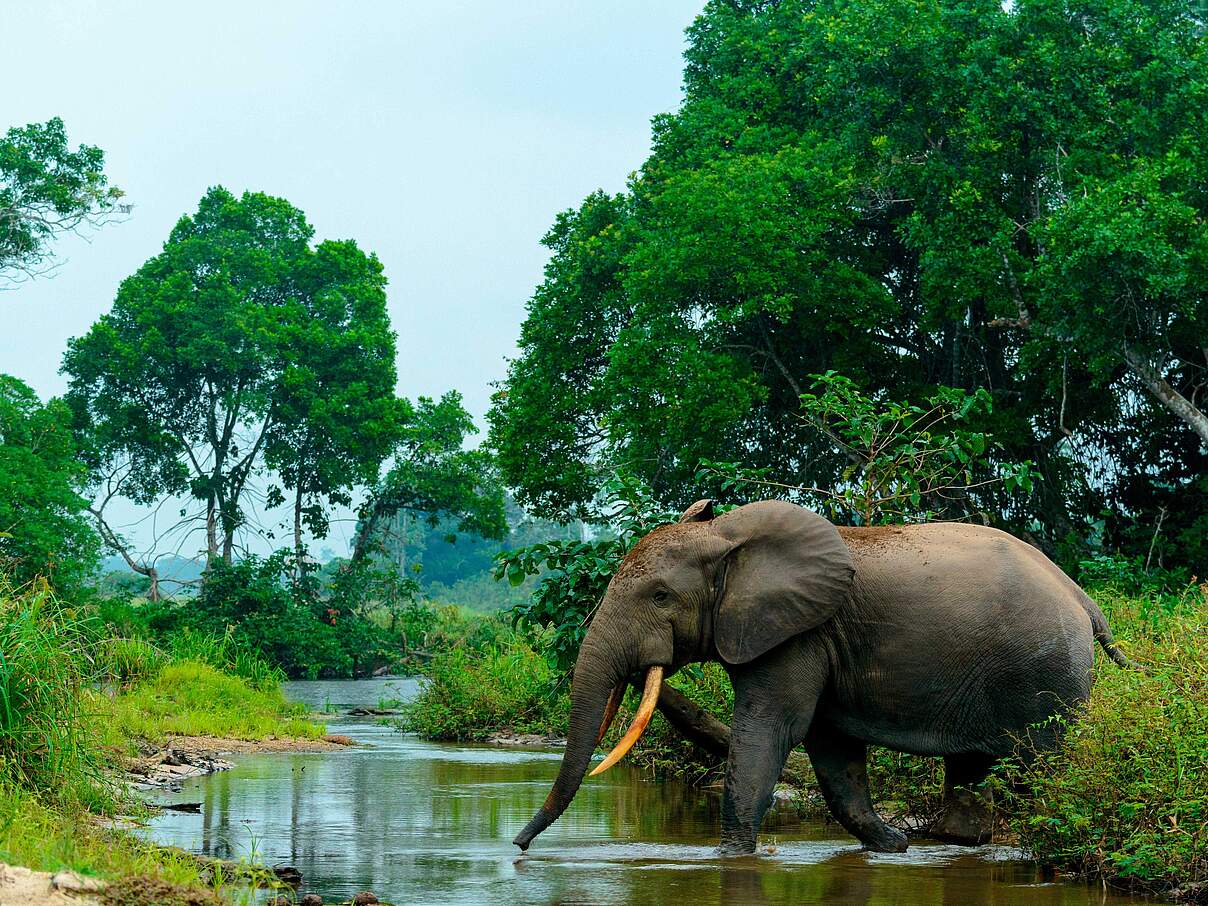 Die Afrikanischen Waldelefanten wurden 2021 erstmals auf die „Rote Liste“ gesetzt, ihr Bestand brach innerhalb von 31 Jahren um mehr als 86 Prozent ein. Foto: Danita Delimont / Alamy Stock Photo