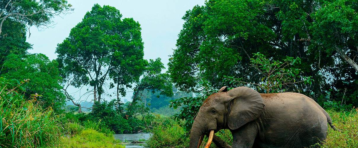 Die Afrikanischen Waldelefanten wurden 2021 erstmals auf die „Rote Liste“ gesetzt, ihr Bestand brach innerhalb von 31 Jahren um mehr als 86 Prozent ein. Foto: Danita Delimont / Alamy Stock Photo