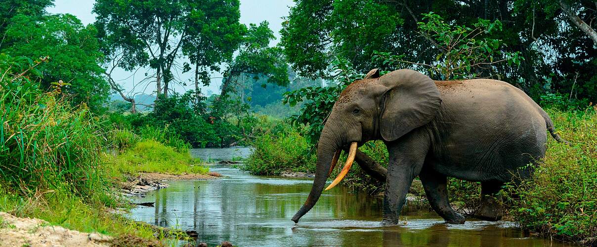Die Afrikanischen Waldelefanten wurden 2021 erstmals auf die „Rote Liste“ gesetzt, ihr Bestand brach innerhalb von 31 Jahren um mehr als 86 Prozent ein. Foto: Danita Delimont / Alamy Stock Photo