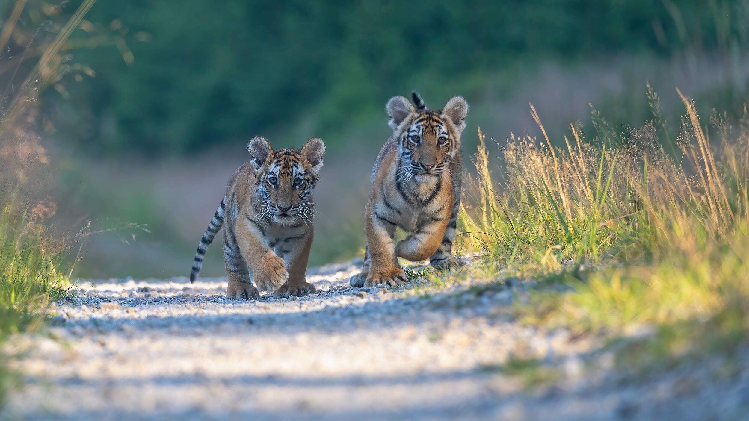 Bengal-Tigerjunge © GettyImages / Brezina