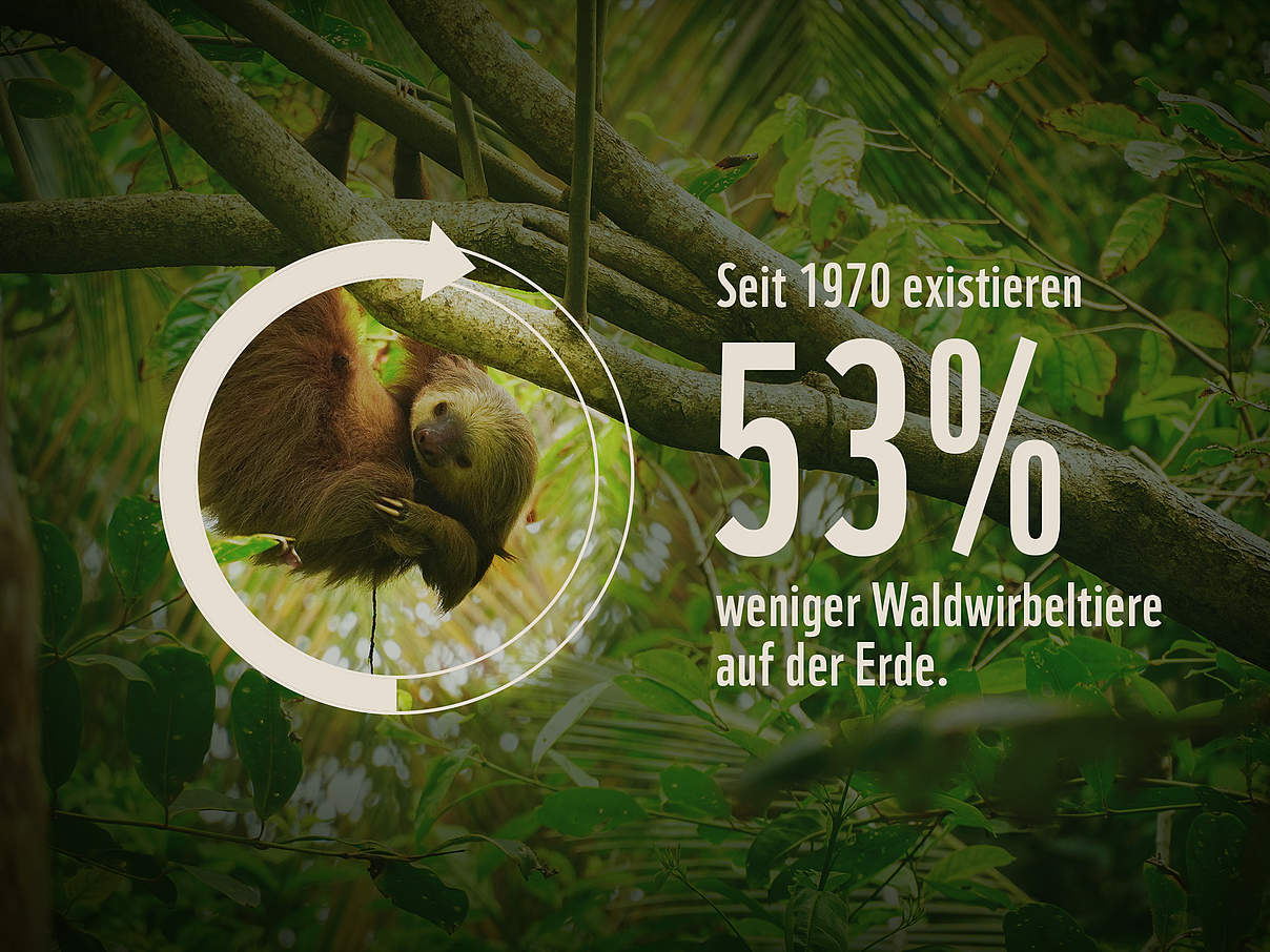 Seit 1970 existieren 53% weniger Waldwirbeltiere © Unsplash.com / Adrian Valverde